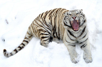 Картинка животные тигры белый пасть снег