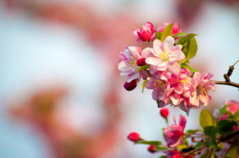 Картинка цветы цветущие деревья кустарники ветка цветение весна