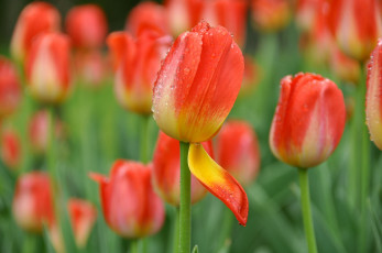 Картинка цветы тюльпаны бутон лепесток капли