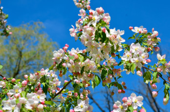 Картинка цветы цветущие деревья кустарники весна цветение ветки яблоня