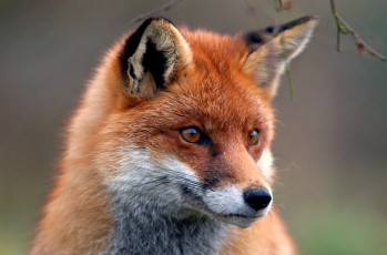 Картинка животные лисы мордочка рыжая
