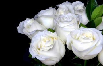 Картинка цветы розы букет белый