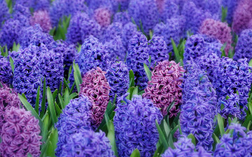 Картинка цветы гиацинты много синий