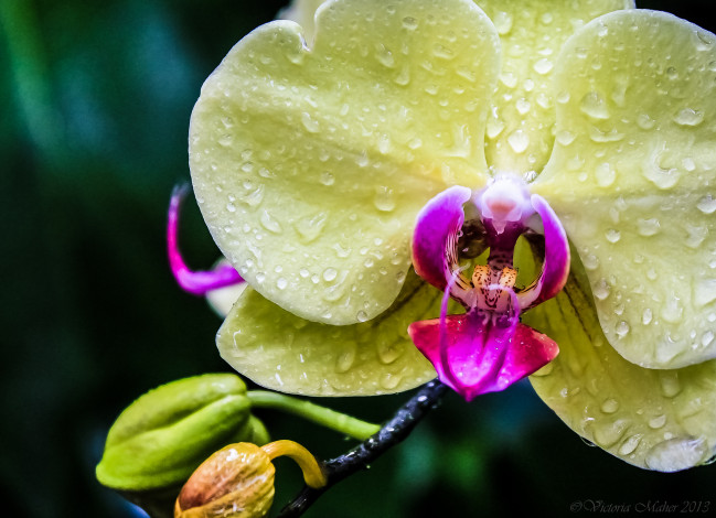 Обои картинки фото цветы, орхидеи, капли, макро, экзотика