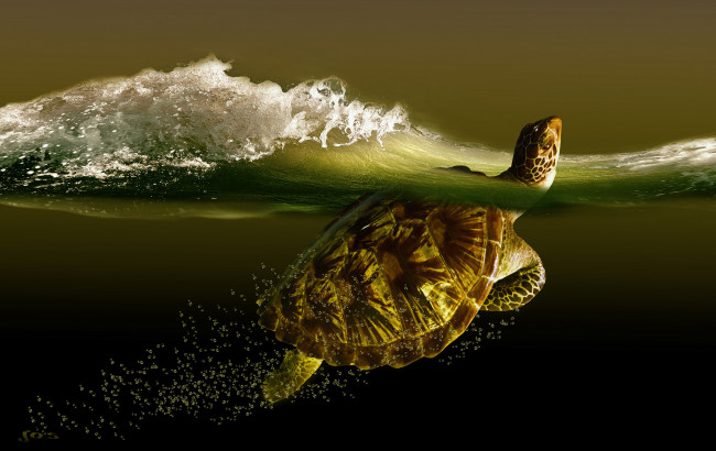 Обои картинки фото разное, компьютерный, дизайн, черепаха, море, волна
