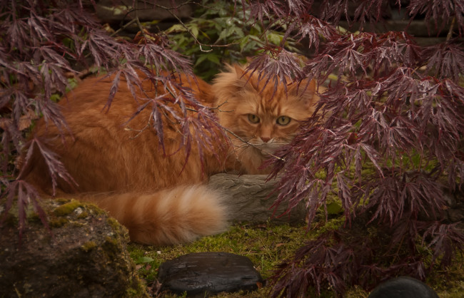 Обои картинки фото животные, коты, листья, ветки, рыжий, кот