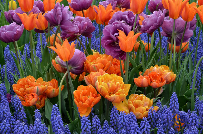 Обои картинки фото цветы, разные, вместе, гиацинты, тюльпаны