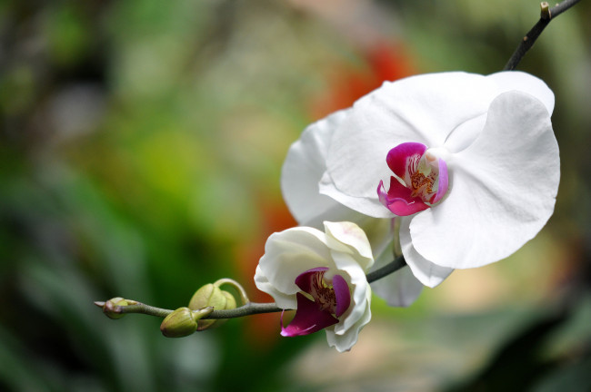 Обои картинки фото цветы, орхидеи, белый, ветка