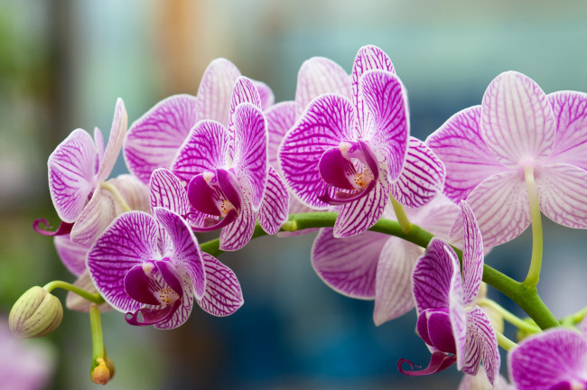Обои картинки фото цветы, орхидеи, ветка, розовый
