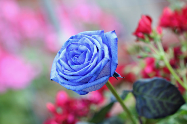 Обои картинки фото цветы, розы, голубая, роза