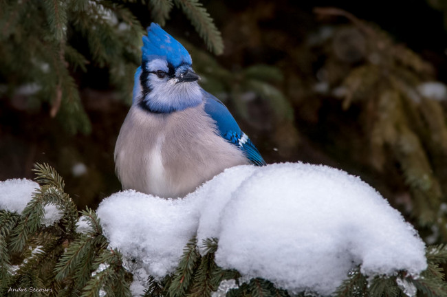 Обои картинки фото животные, сойки, снег, голубая, сойка