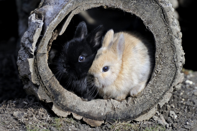 Обои картинки фото животные, кролики, зайцы, малыши