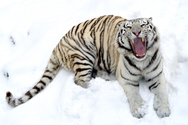 Обои картинки фото животные, тигры, белый, пасть, снег