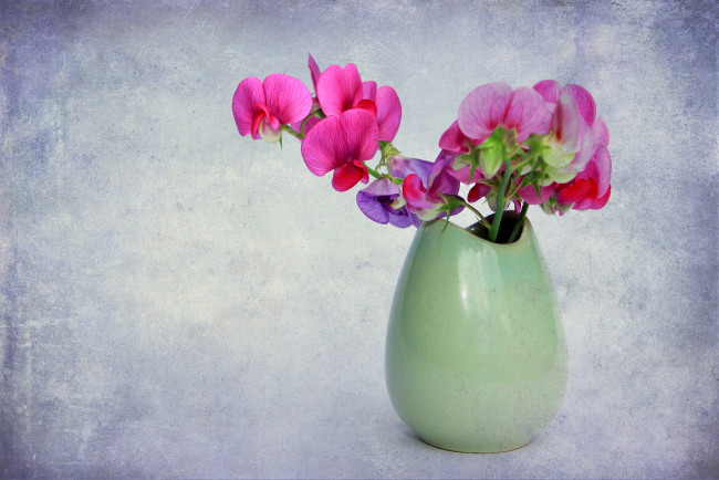Обои картинки фото цветы, душистый, горошек, ваза