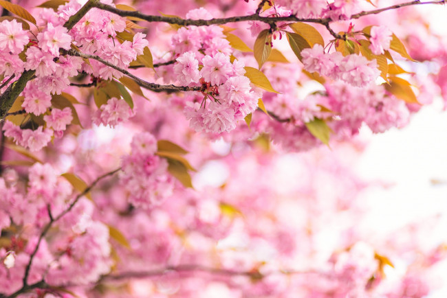 Обои картинки фото цветы, сакура, вишня, ветки, розовый