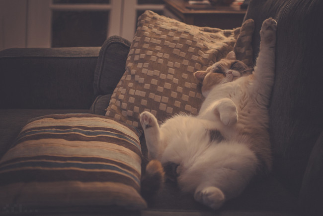 Обои картинки фото животные, коты, подушки, котэ, расслабон