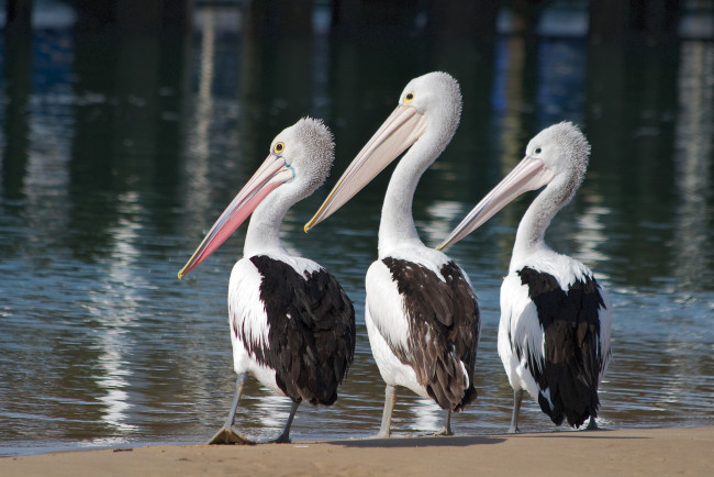 Обои картинки фото животные, пеликаны, птицы, троица, трио, вода