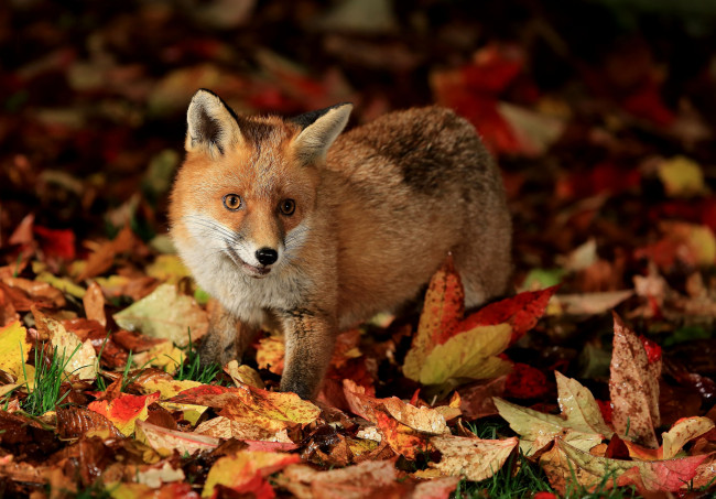 Обои картинки фото животные, лисы, осень, лисёнок, листья