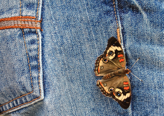 Обои картинки фото животные, бабочки, макро, джинсы