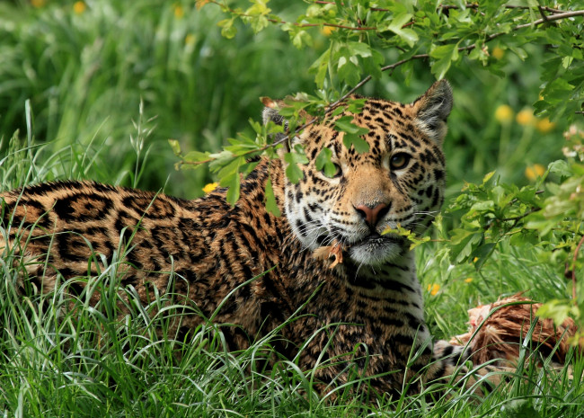 Обои картинки фото животные, Ягуары, кошка, обед