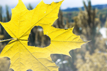 Картинка природа листья сердце желтый форма листочек листик