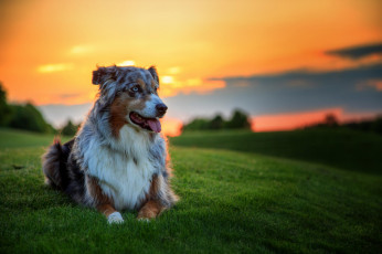Картинка животные собаки австралийская овчарка аусси друг трава газон закат