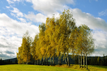 Картинка природа деревья березы роща холм осень