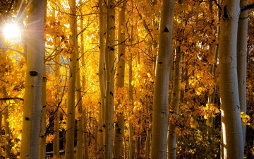 Картинка природа лес осень свет берёзы