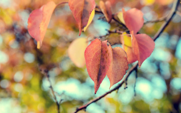Картинка природа листья макро осень nature