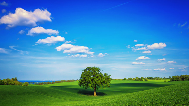 Обои картинки фото природа, пейзажи, облака, весна, зелень, поле, дерево, небо, трава