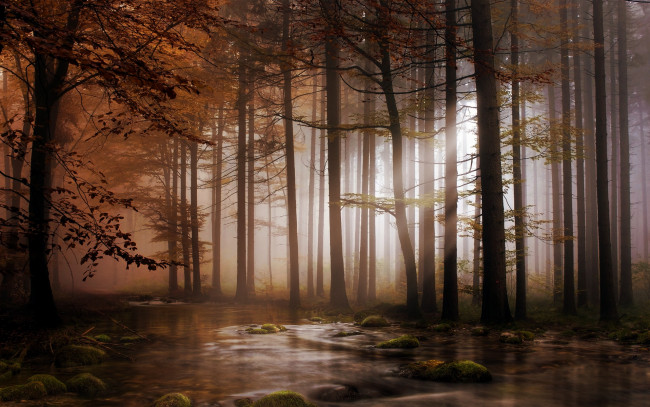 Обои картинки фото природа, лес, река, камни, свет, деревья, кроны, мох, утро