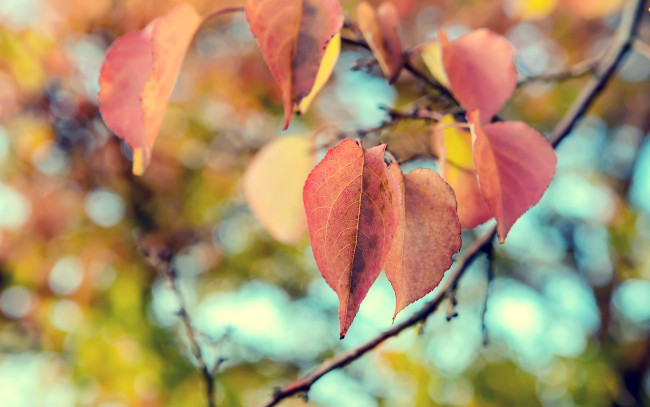 Обои картинки фото природа, листья, макро, осень, nature