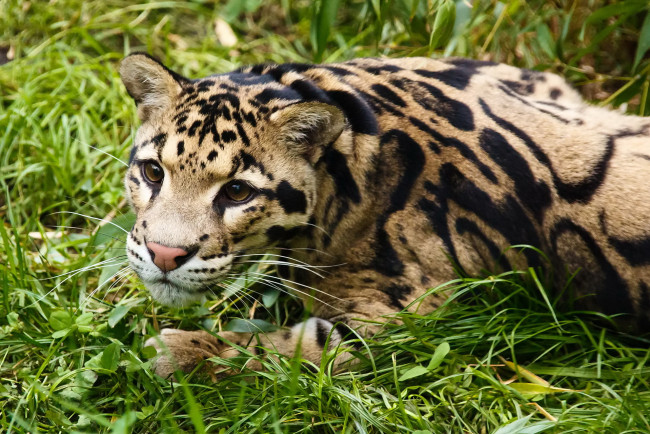 Обои картинки фото животные, леопарды, дымчатый, леопард, трава, отдых, взгляд, морда