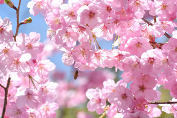 Картинка цветы сакура +вишня пчела весна ветки дерево вишня розовый