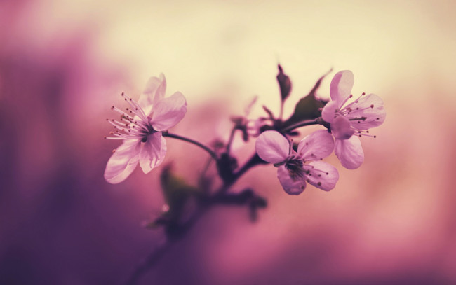 Обои картинки фото цветы, сакура,  вишня, вишня, тычинки, розовые, лепестки, фон, ветка