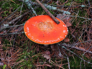 Картинка природа грибы +мухомор красная шляпка