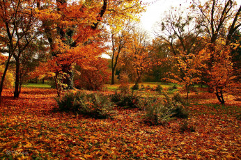 Картинка природа лес листья осень