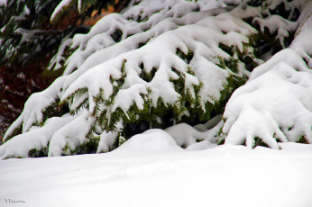 Картинка природа зима ель снег