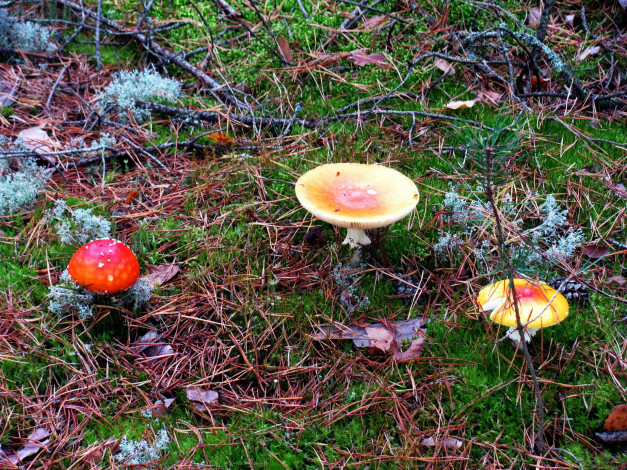 Обои картинки фото природа, грибы,  мухомор, трио