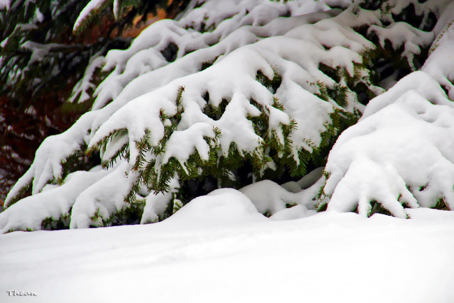 Обои картинки фото природа, зима, ель, снег