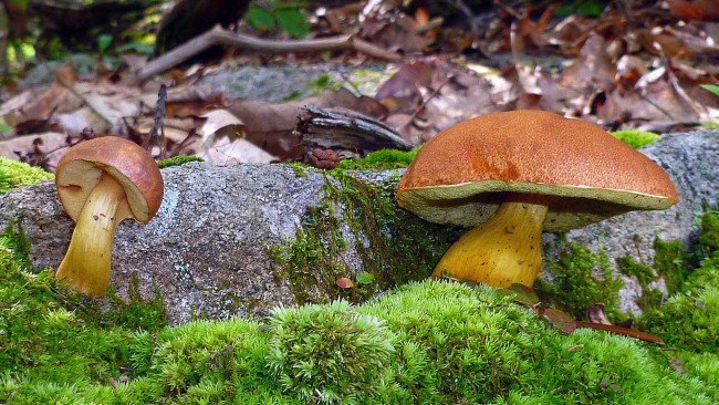 Обои картинки фото природа, грибы, боровики