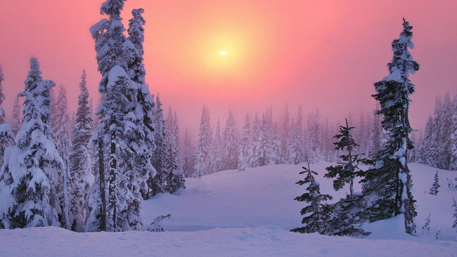 Обои картинки фото природа, зима, ели, солнце, закат, небо, лес, деревья, снег