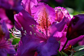 Картинка цветы рододендроны+ азалии азалия фиолетовая бутоны