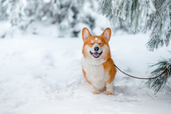 Картинка животные собаки пёсик снег зима улыбка вельш-корги собака-улыбака настроение радость ветки