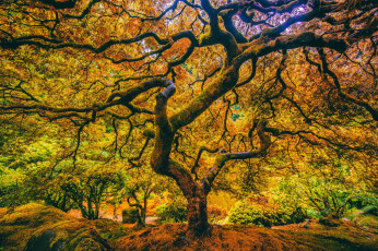Картинка природа деревья дерево ветки листья