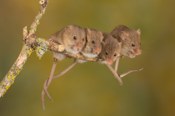 Картинка животные кроты мышки