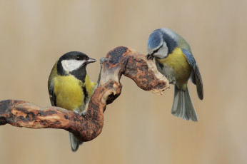 Картинка животные синицы +лазоревки птичка