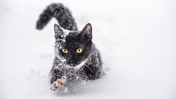 Картинка животные коты кошка кот снег черный