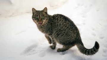 Картинка животные коты кот кошка серый снег