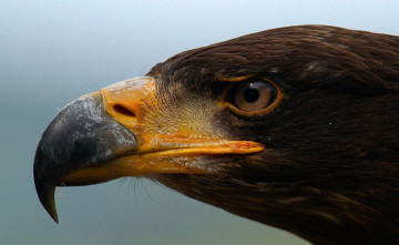 Картинка животные птицы+-+хищники профиль голова беркут орел клюв